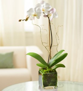 White Elegant Orchid  White Elegant Orchid