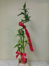 Luck is in the Bamboo Bouquet