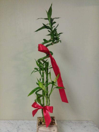 Luck is in the Bamboo Bouquet - Click Image to Close