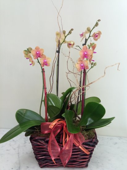 Orchid Frenzy Basket - Click Image to Close
