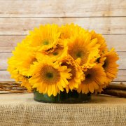 Here Come the Sunflowers  Here Come the Sunflowers