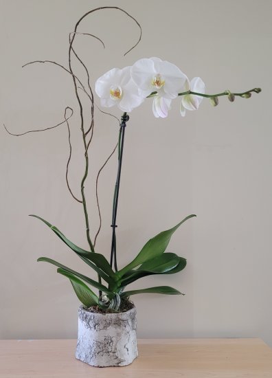White Orchid Plant in Birch - Click Image to Close