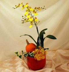 Autumn Orchid