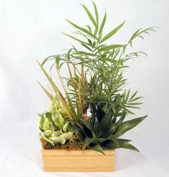 Zen Garden