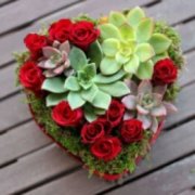 Succulent Heart  Succulent Heart
