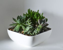 Succulent Garden