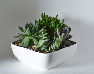 Succulent Garden