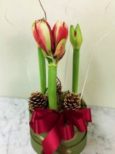 Amarylis Royalty  Amarylis Royalty