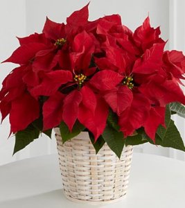 Red Poinsettia Basket