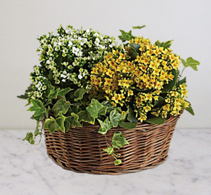 Basket Of Joy Plants Basket Of Joy Plants