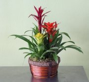 Bromeliad Basket  Bromeliad Basket