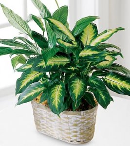 The Spathiphyllum and Dieffenbachia The Spathiphyllum and Dieffenbachia