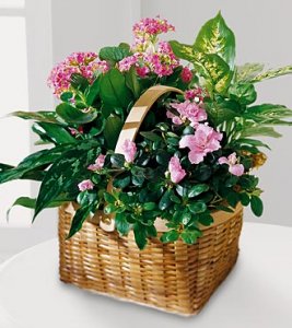 The Pink Assortment