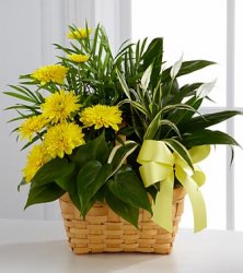 Loving Light Dishgarden Loving Light Dishgarden