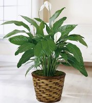 Spathiphyllum Plant Spathiphyllum Plant