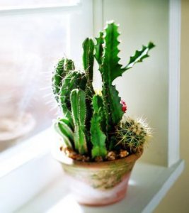 Cactus Garden Cactus Garden
