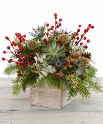 Winter Succulent Box