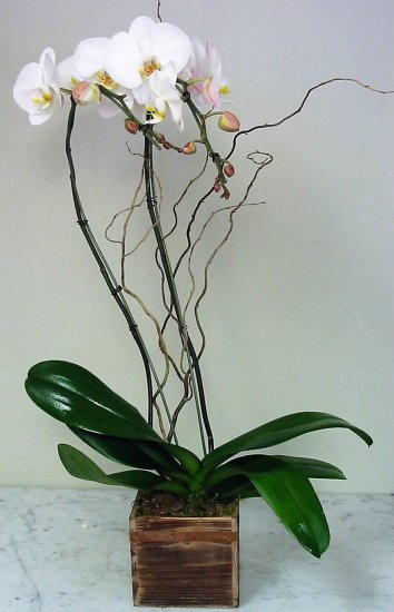 Double Stems White Phalaenopsis Orchid Umbrella in Wood Box - Click Image to Close