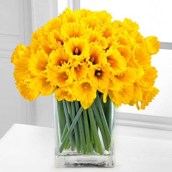 Dreaming of Spring Daffodil Bouquet - 40 Stems - Click Image to Close
