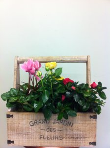 French Dish Garden French Dish Garden