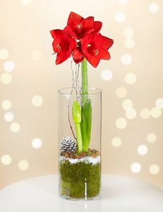 Holiday Amaryllis