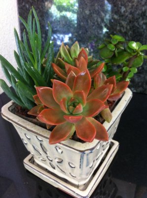 Succulent Intentions Planter