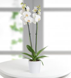 White Phalaenopsis Orchid