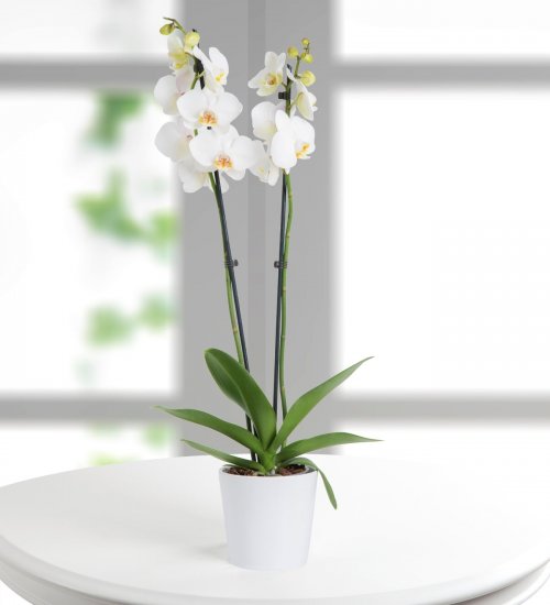 White Phalaenopsis Orchid - Click Image to Close