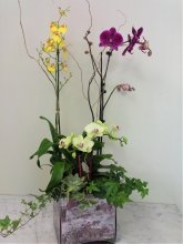 Lovely Orchid Garden