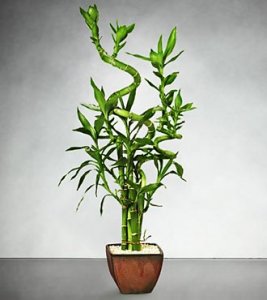 Lucky 7 Bamboo Lucky 7 Bamboo