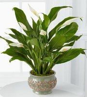 Serene Peace Plant Serene Peace Plant