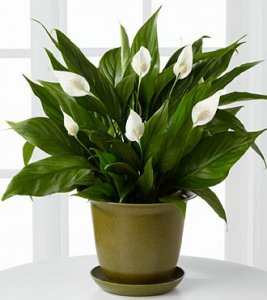 The Down to Earth Peace Lily Plant The Down to Earth Peace Lily Plant