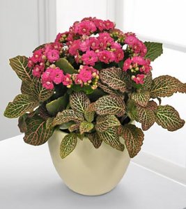 Graceful Intentions Spring Dish Garden Graceful Intentions Spring Dish Garden
