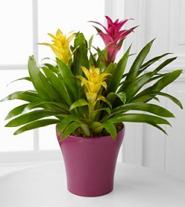Tropical Traditions Bromeliad Garden