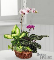 Inspirations orchid Dish Garden arrangement Inspirations orchid Dish Garden arrangement