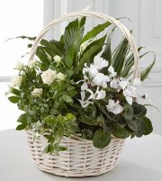 Perfect Peace Dish Garden Perfect Peace Dish Garden