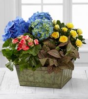 Style Elements Dishgarden