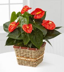 Autumn Radiance Anthurium Plant