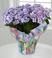 Pretty In Purple Hydrangea Plant Pretty In Purple Hydrangea Plant