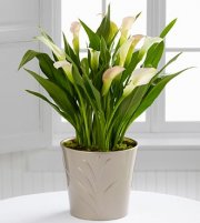 The Cala Lily Plant The Cala Lily Plant