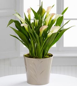 The Cala Lily Plant The Cala Lily Plant