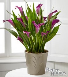 Lovely Life Calla Lily Plant Lovely Life Calla Lily Plant