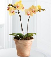 Golden Discovery Orchid Golden Discovery Orchid