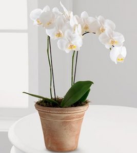 White Glamour Orchid