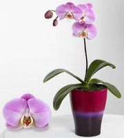 Sweet Sensation Phalaenopsis Orchid Sweet Sensation Phalaenopsis Orchid