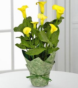 Delightful Day Calla Lily Plant Delightful Day Calla Lily Plant