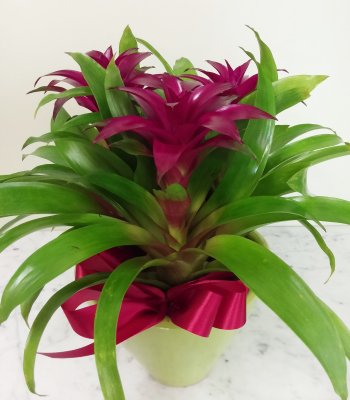 Red Bromeliad Plant - 3 Blooms