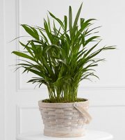 Deeply adored Palm Planter