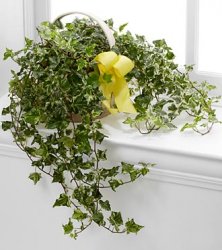 Solace Ivy Planter