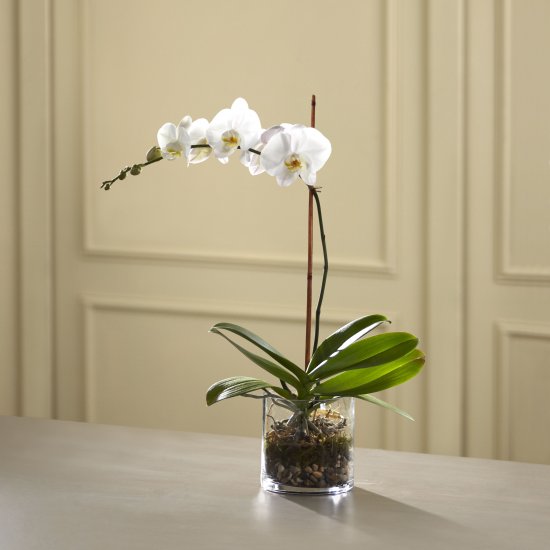 White Orchid Planter - Click Image to Close